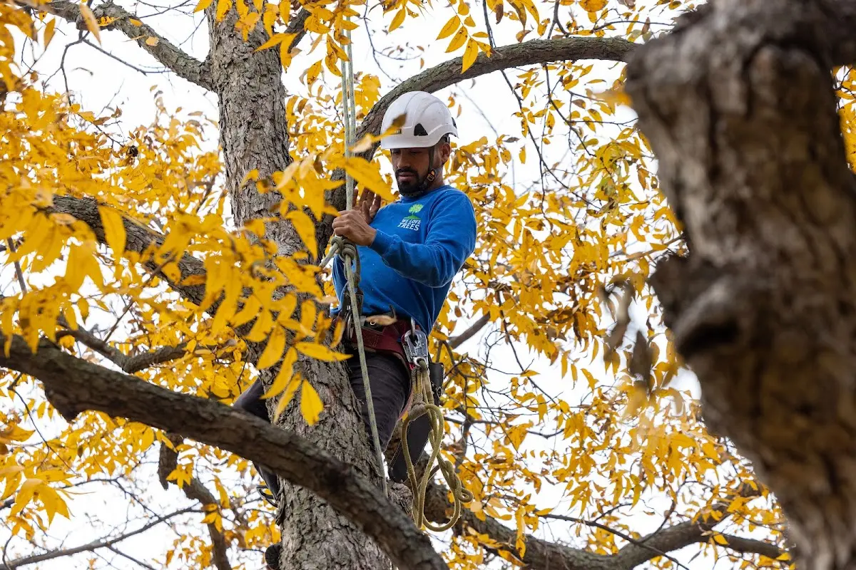 Skilled Tree Transplanting crew working in Camp Verde
